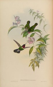 Heliangelus clarissae = Heliangelus amethysticollis clarisse de John Gould